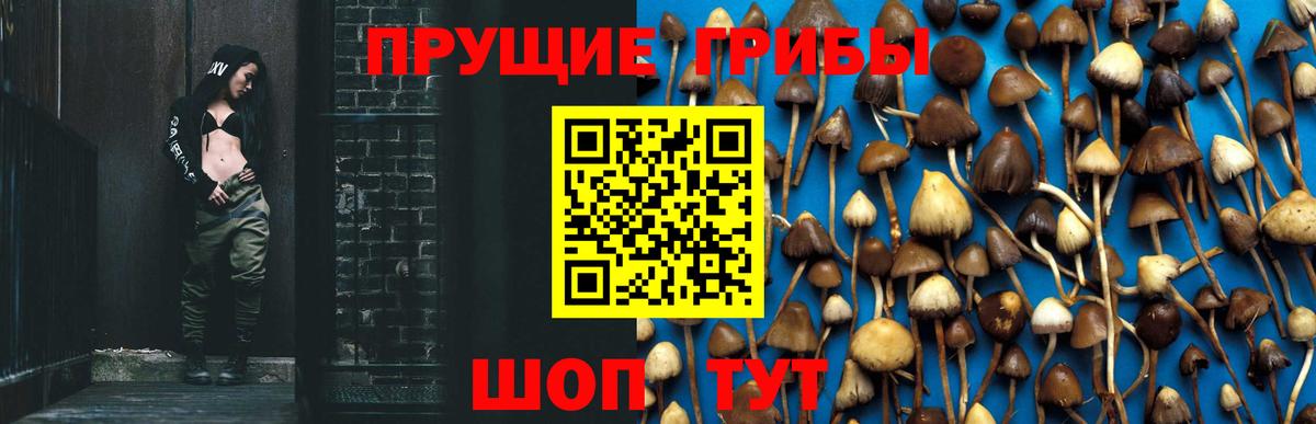 Галлюциногенные грибы Psilocybine cubensis Ковров